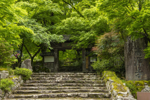 新緑の高源寺