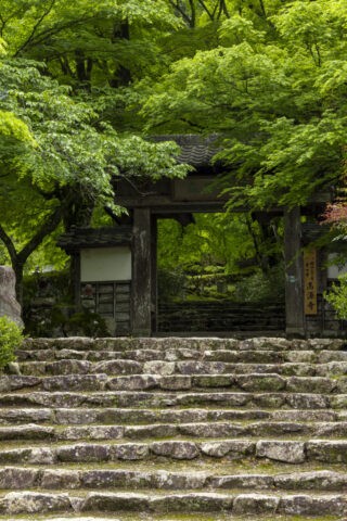新緑の高源寺