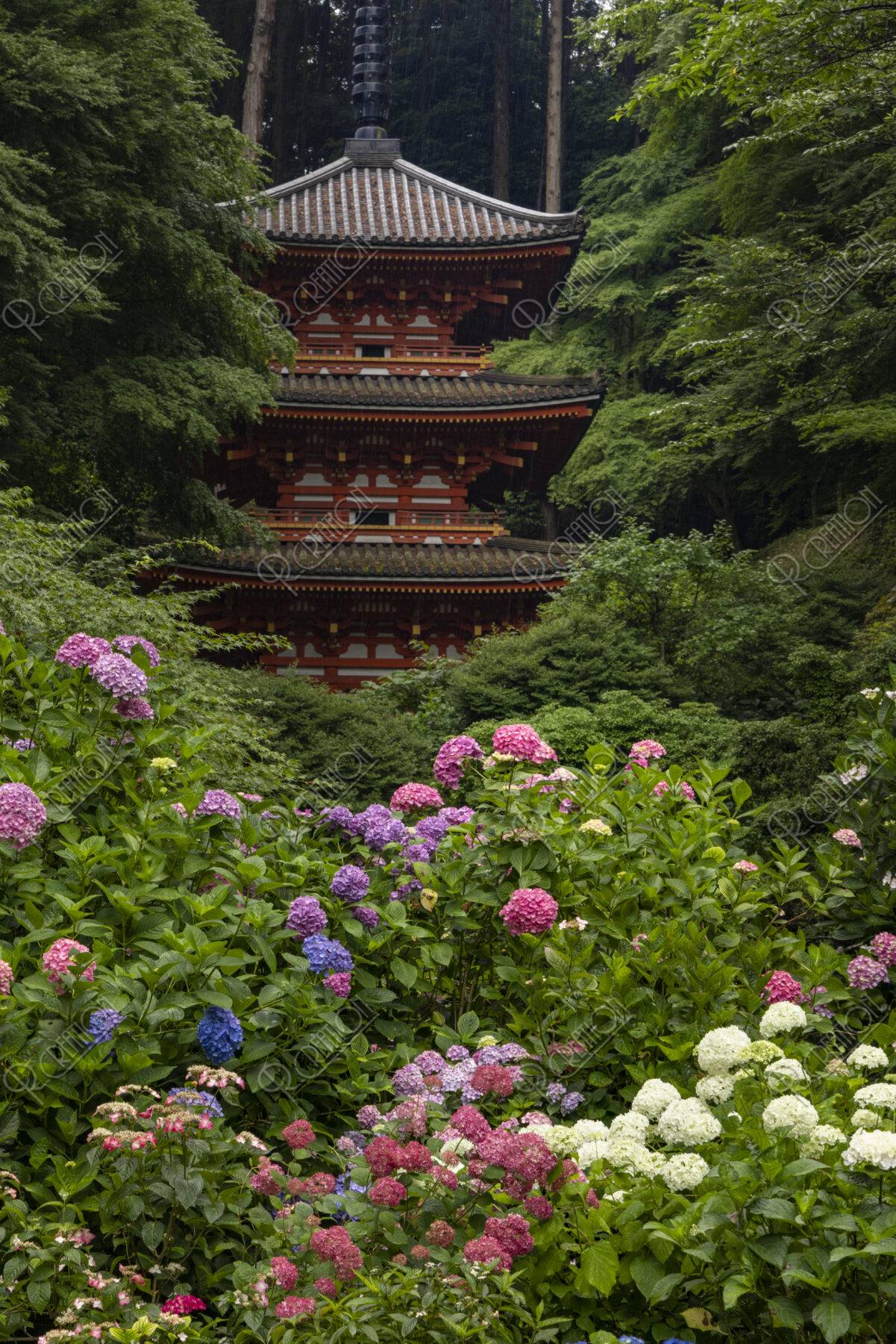 紫陽花咲く岩船寺