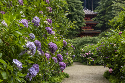 紫陽花咲く岩船寺