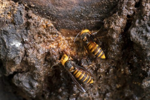樹液に集まるオオスズメバチ