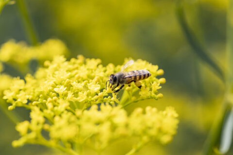 採蜜中のニホンミツバチとオミナエシ
