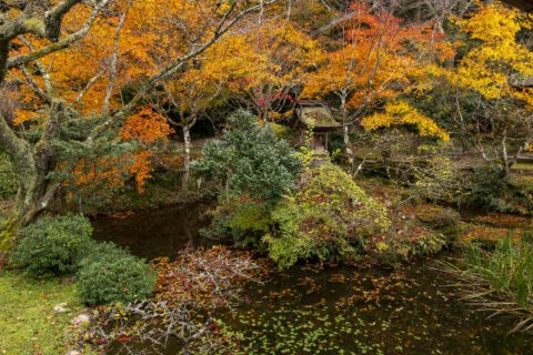 慧日寺 紅葉の庭園