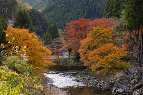 清滝川と紅葉