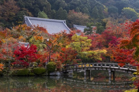 永観堂境内放生池の紅葉