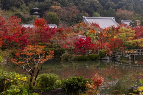 永観堂境内放生池の紅葉