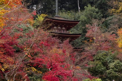紅葉の浄瑠璃寺三重塔