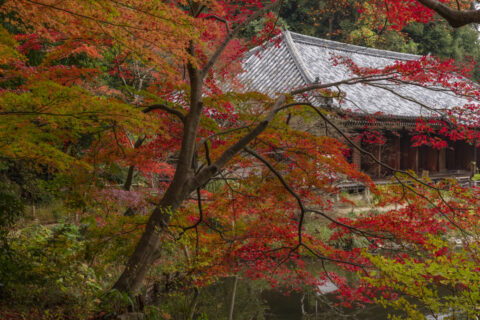 紅葉の浄瑠璃寺本堂