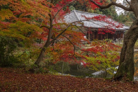 紅葉の浄瑠璃寺本堂