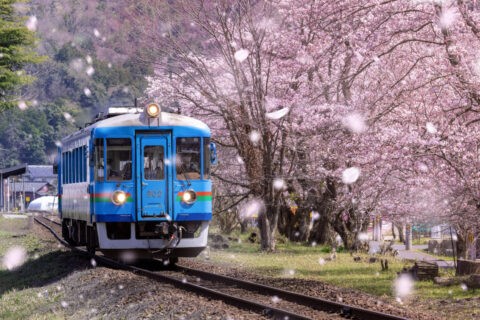 京都丹後鉄道宮豊線と桜吹雪