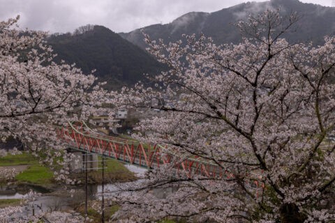 笠置橋と桜