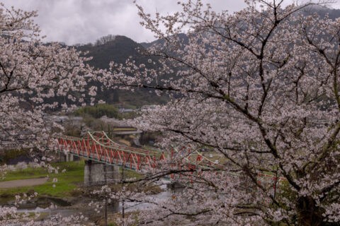 笠置橋と桜