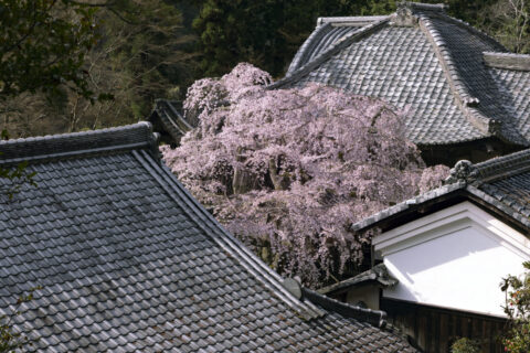 十輪寺 なりひら桜