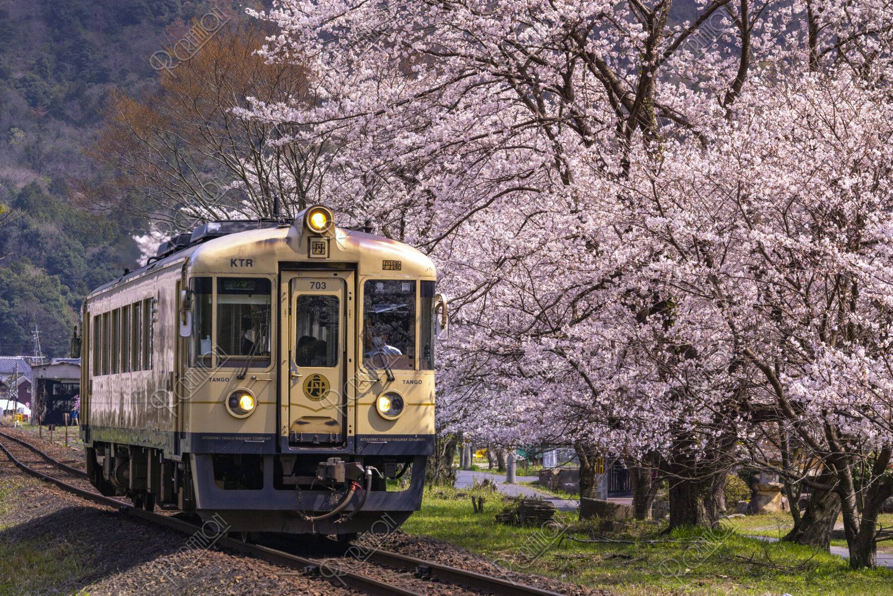 桜と丹後鉄道宮豊線