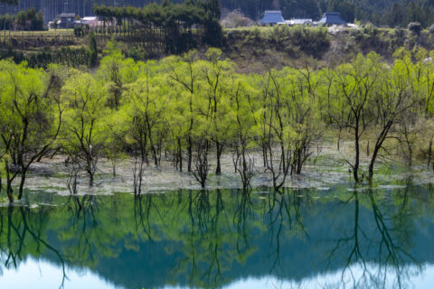 由良川の水没林