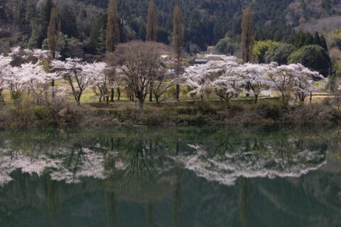 美山町大野の桜