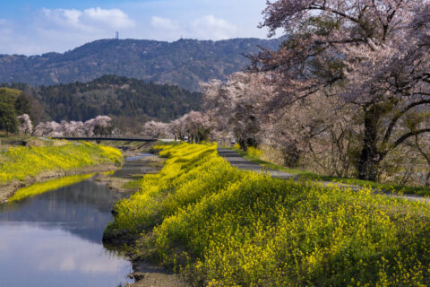 余呉川と桜