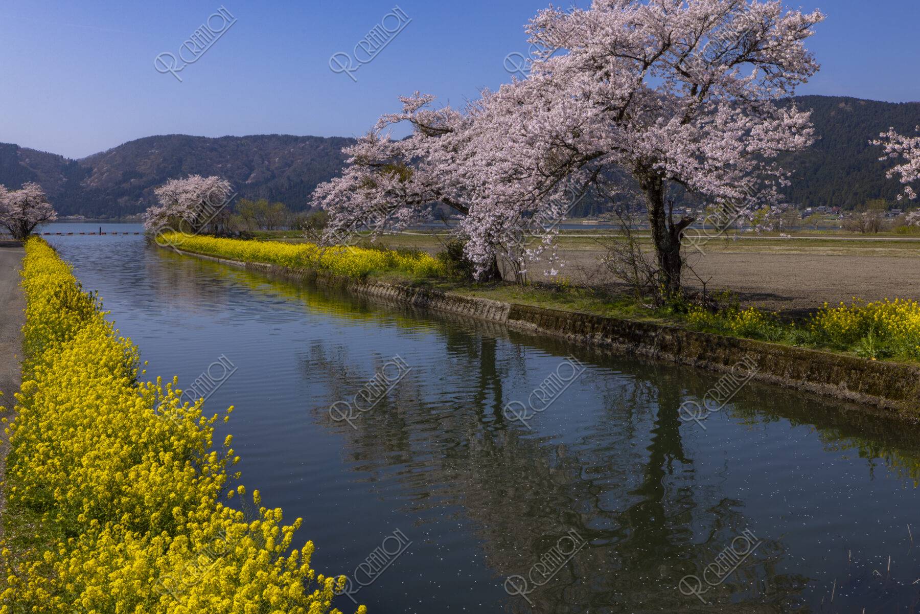 余呉湖と桜