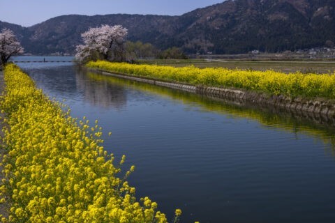 余呉湖と桜