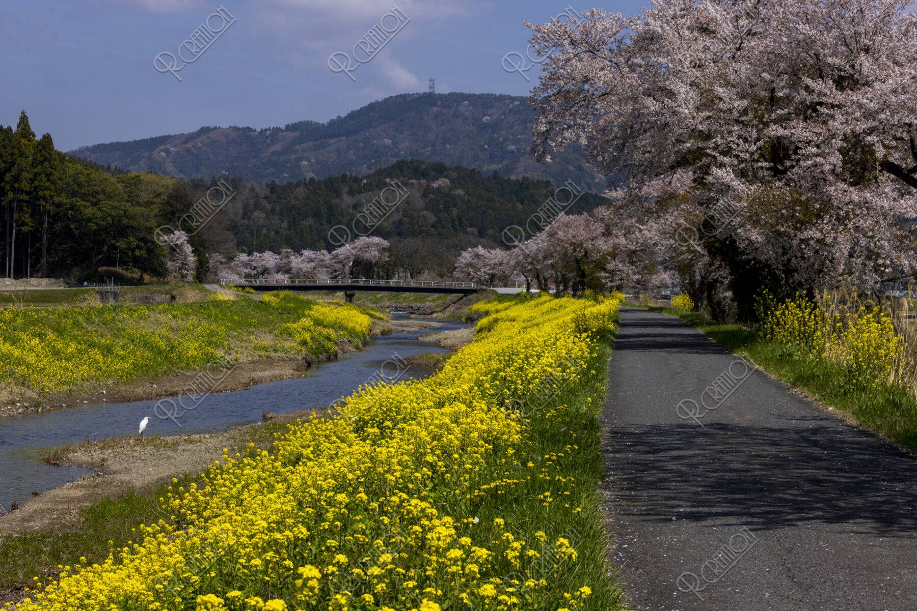 余呉川と桜