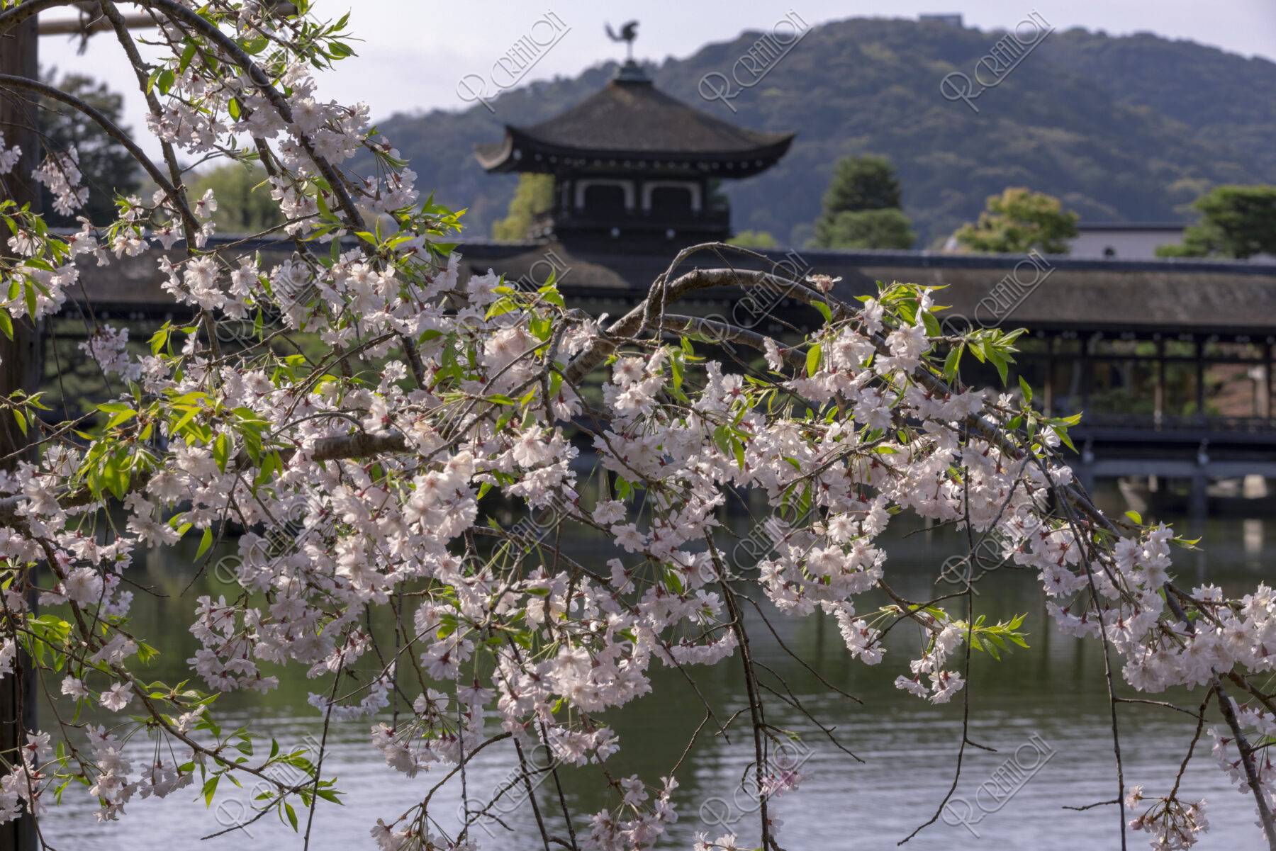 平安神宮神苑と桜