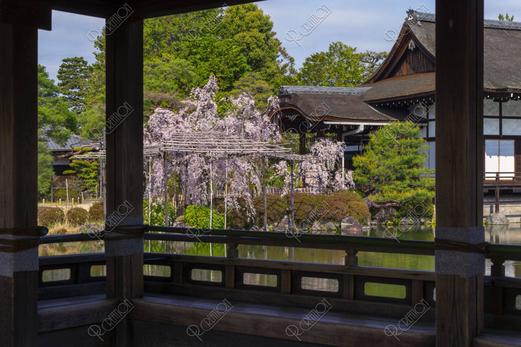 平安神宮貴賓館と桜