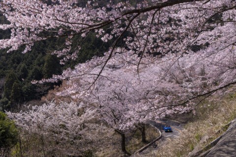 奥琵琶湖パークウェイと桜