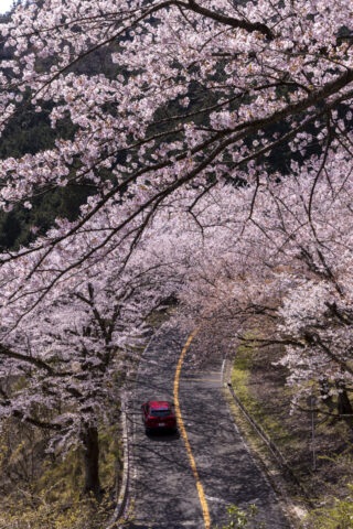 奥琵琶湖パークウェイと桜