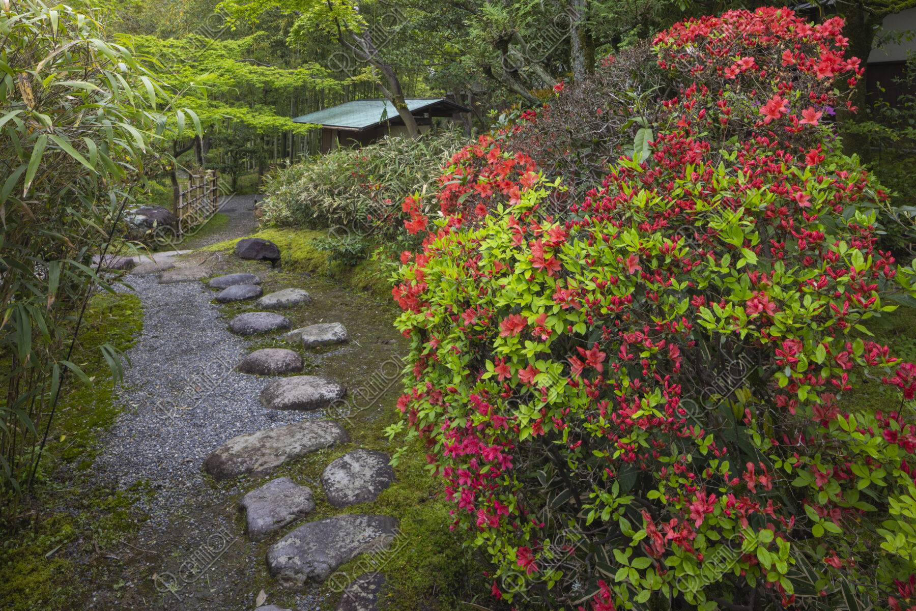 キリシマ咲く松花堂の庭
