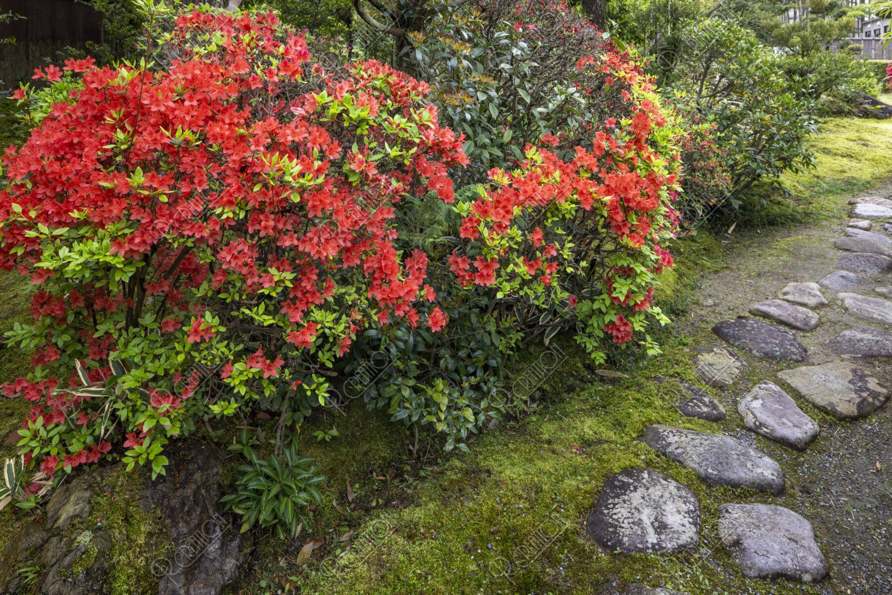 キリシマ咲く松花堂の庭