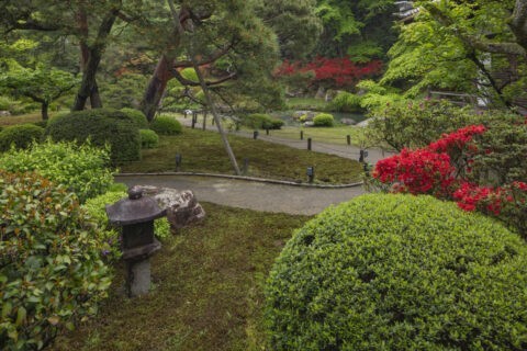 キリシマ咲く青蓮院の庭