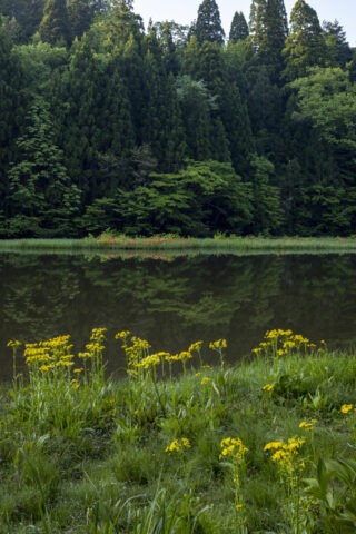 サワオグルマ咲く平池