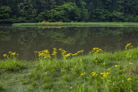 サワオグルマ咲く平池