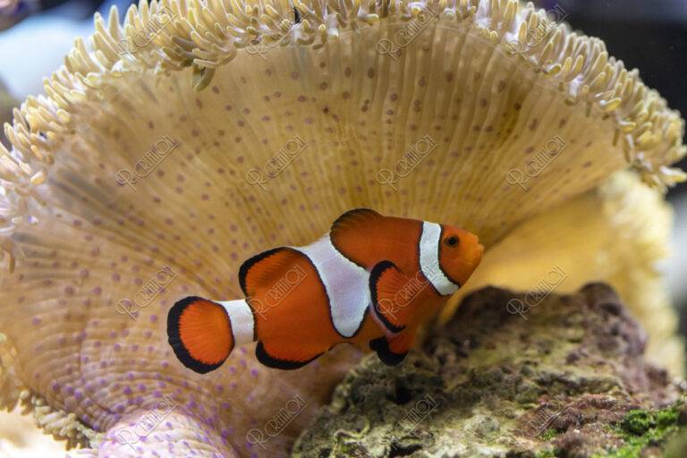 カクレクマノミ | 写真 | アールクリエーション