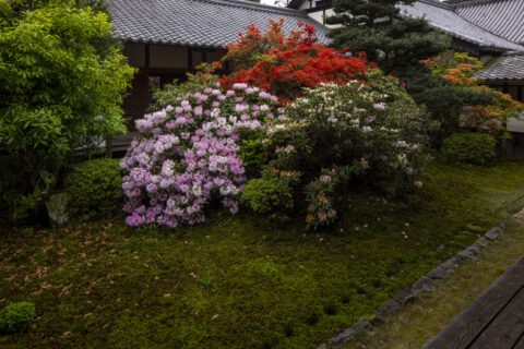 シャクナゲ咲く随心院の庭