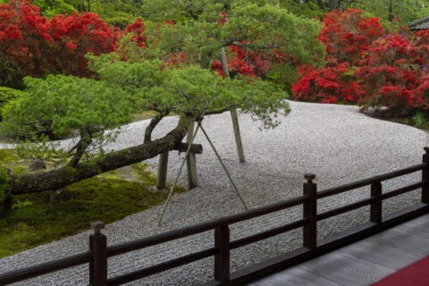 キリシマ咲く曼殊院の庭