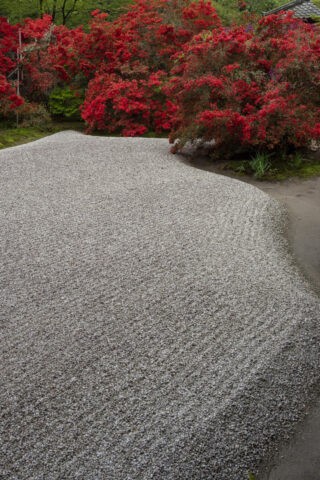 キリシマ咲く曼殊院の庭