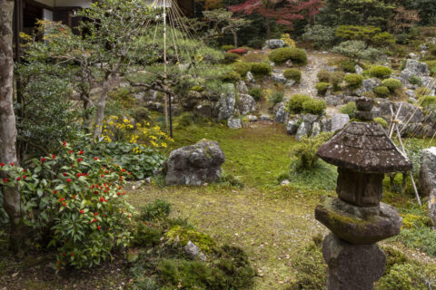 ツワブキ咲く青岸寺の庭