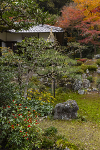 ツワブキ咲く青岸寺の庭