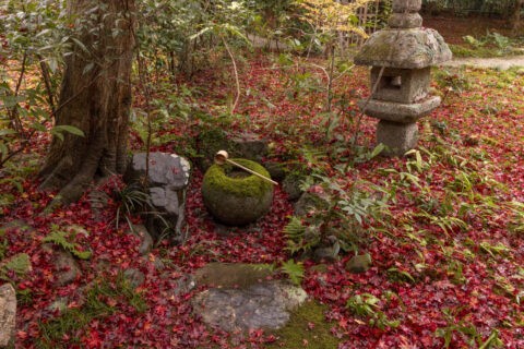 秋の厭離庵庭園