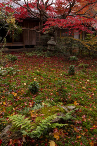秋の厭離庵庭園