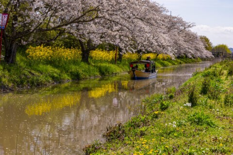 桜咲く水郷と観光船