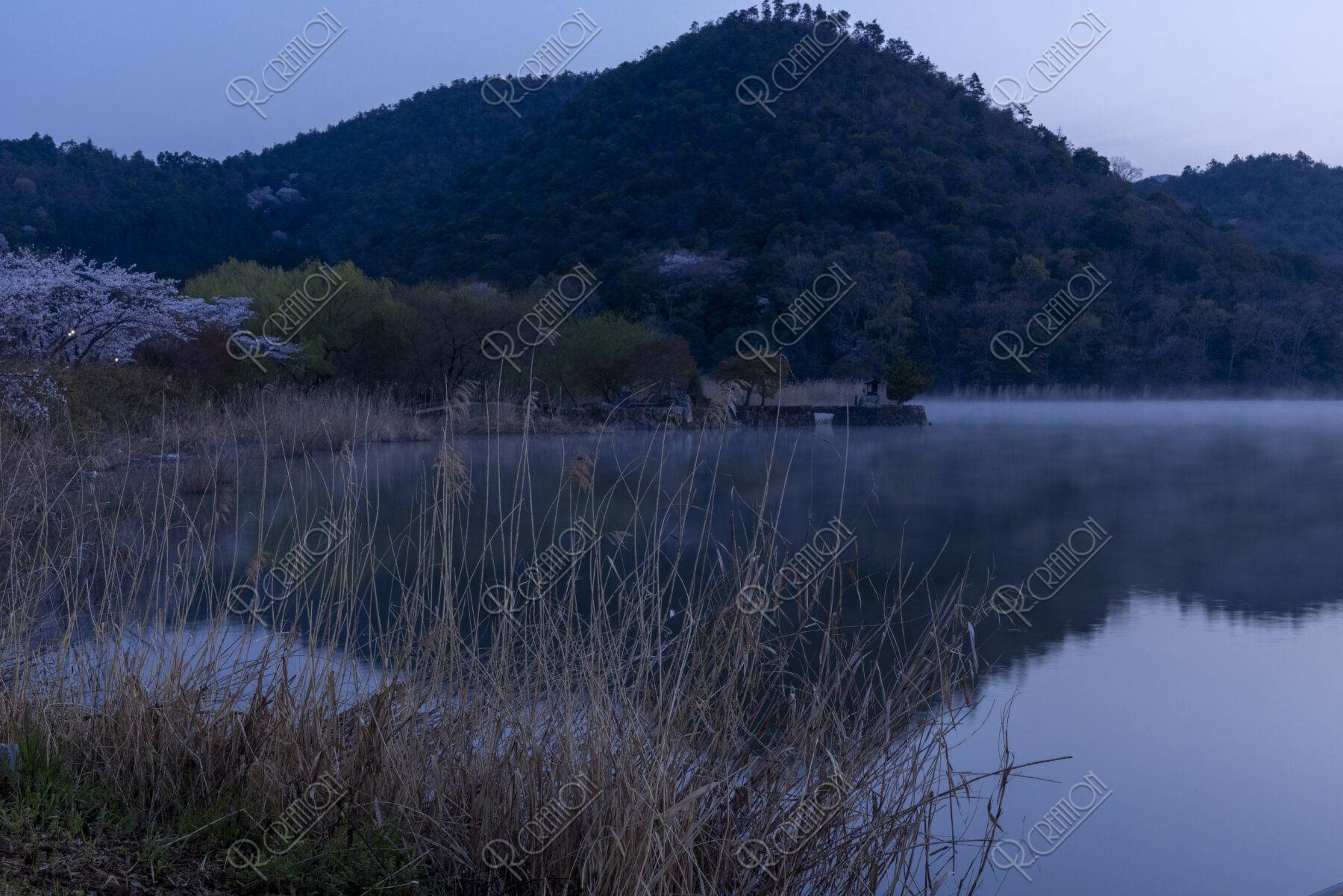 朝靄立つ広沢池