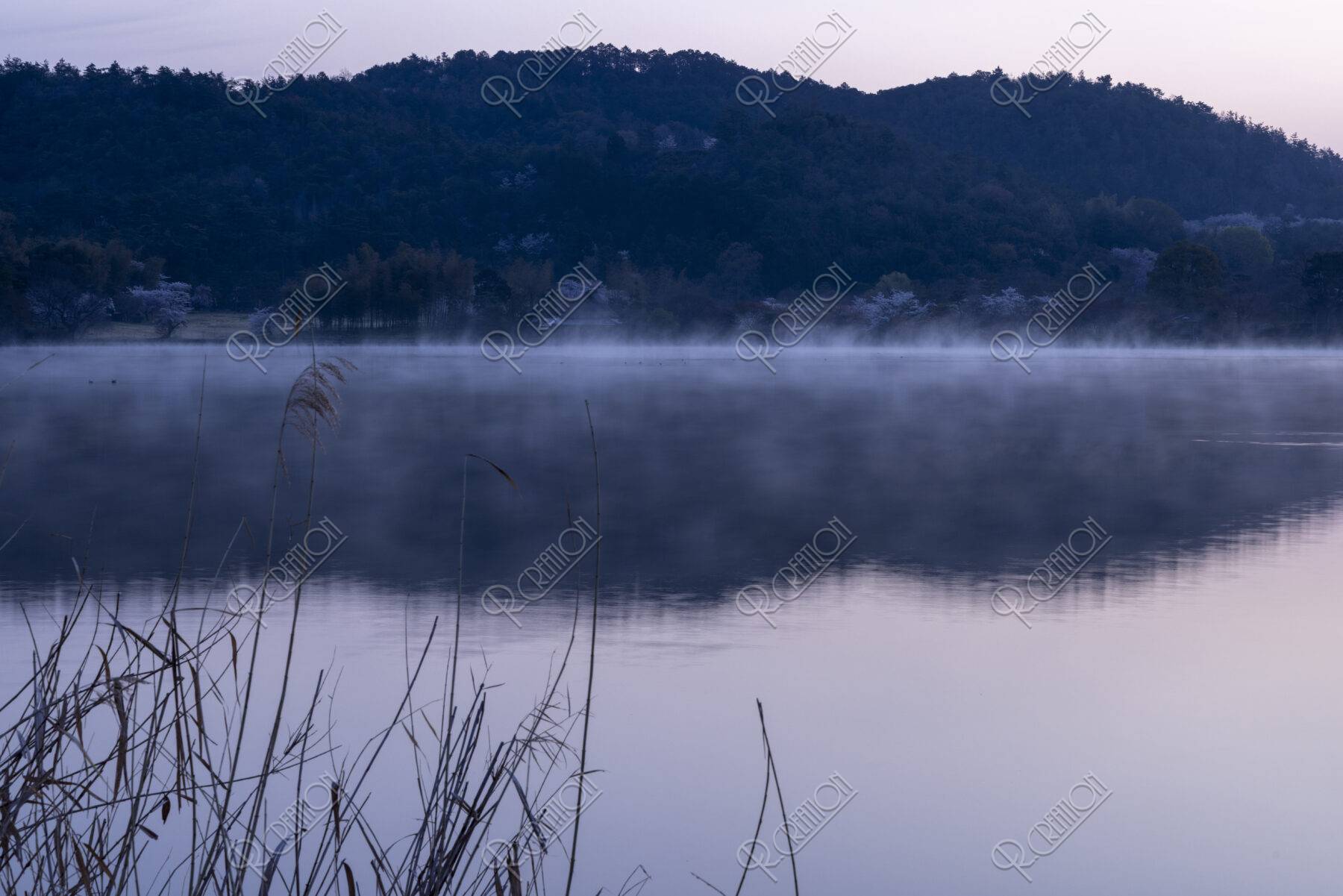 朝靄立つ広沢池