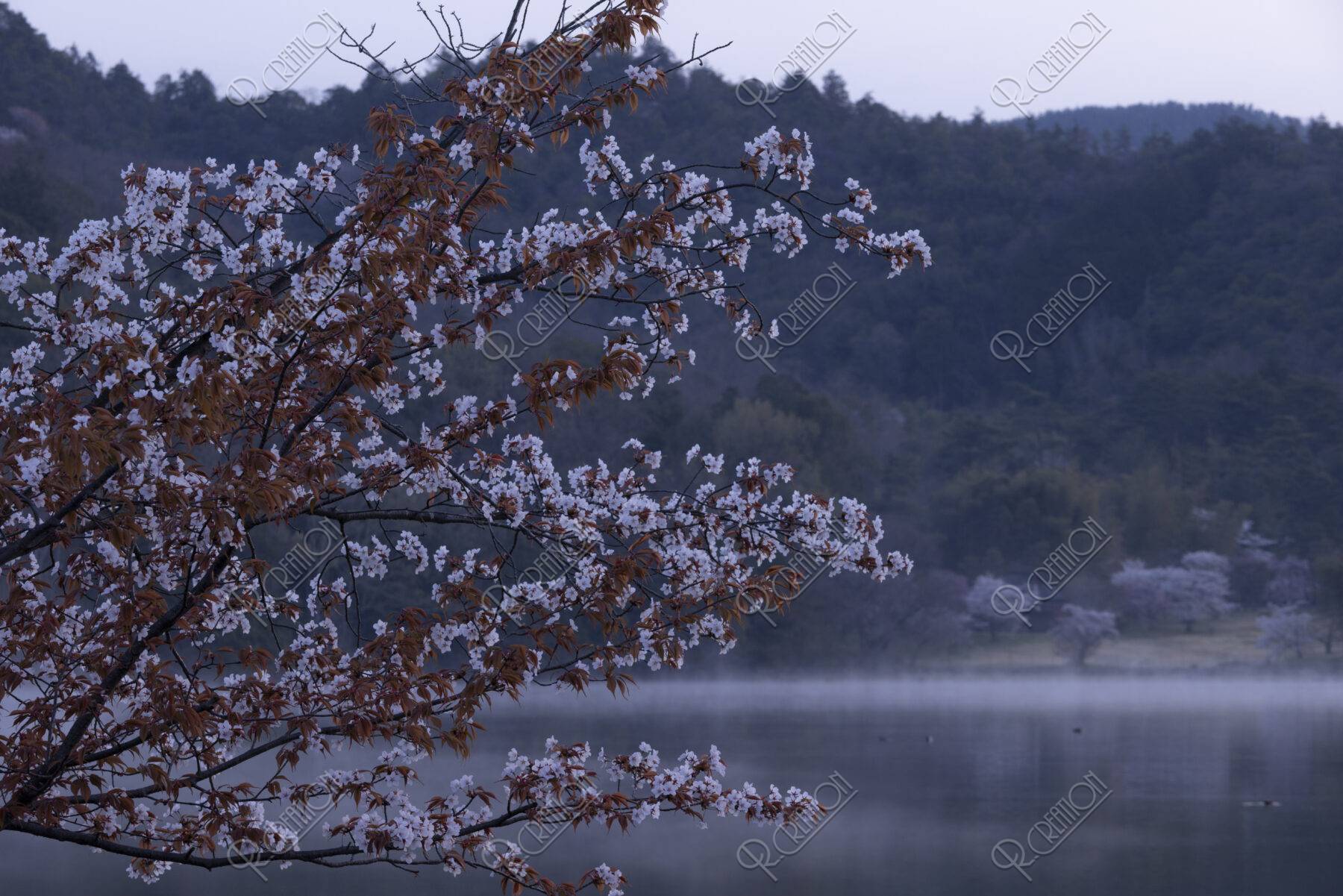 朝靄立つ広沢池と桜