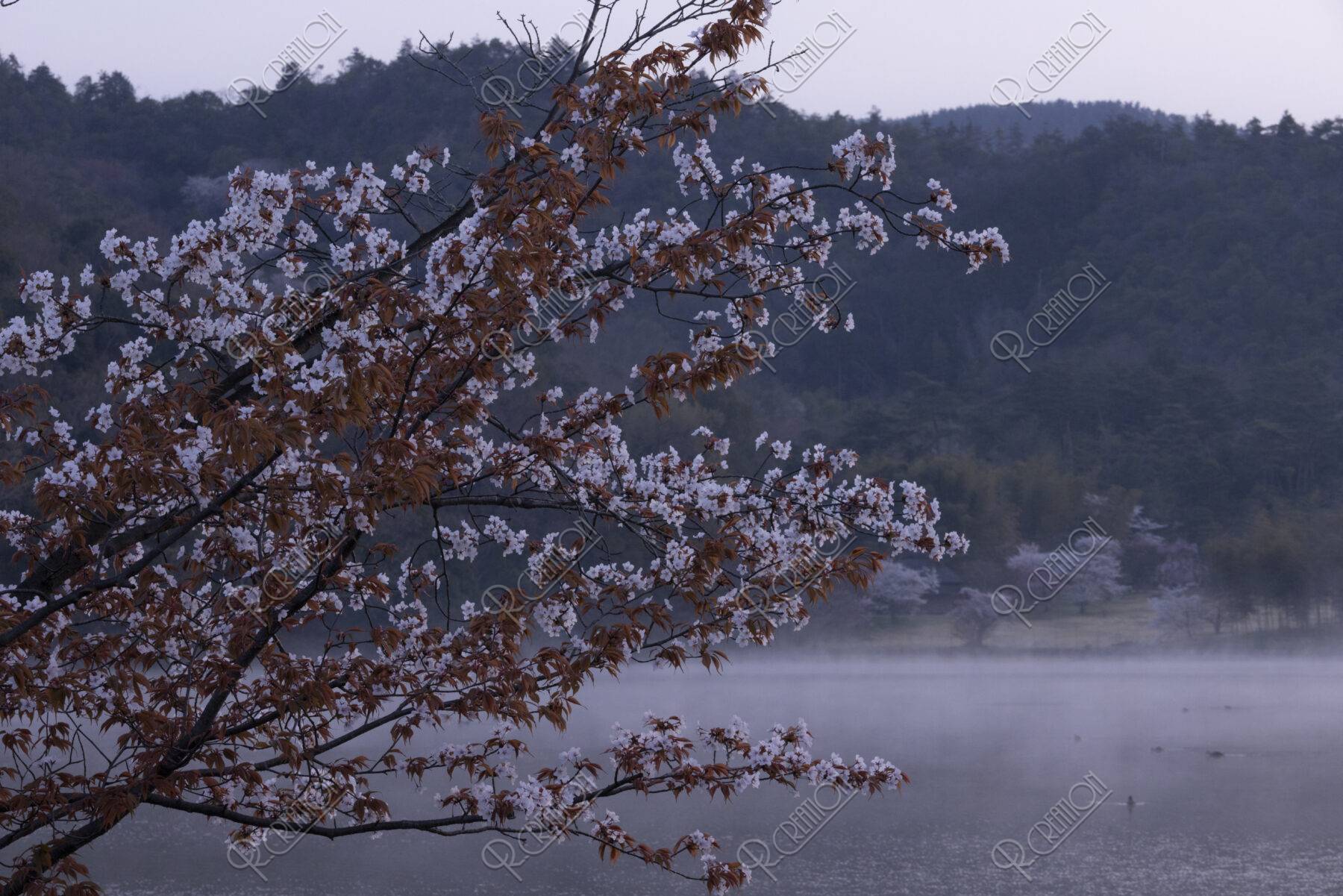 朝靄立つ広沢池と桜
