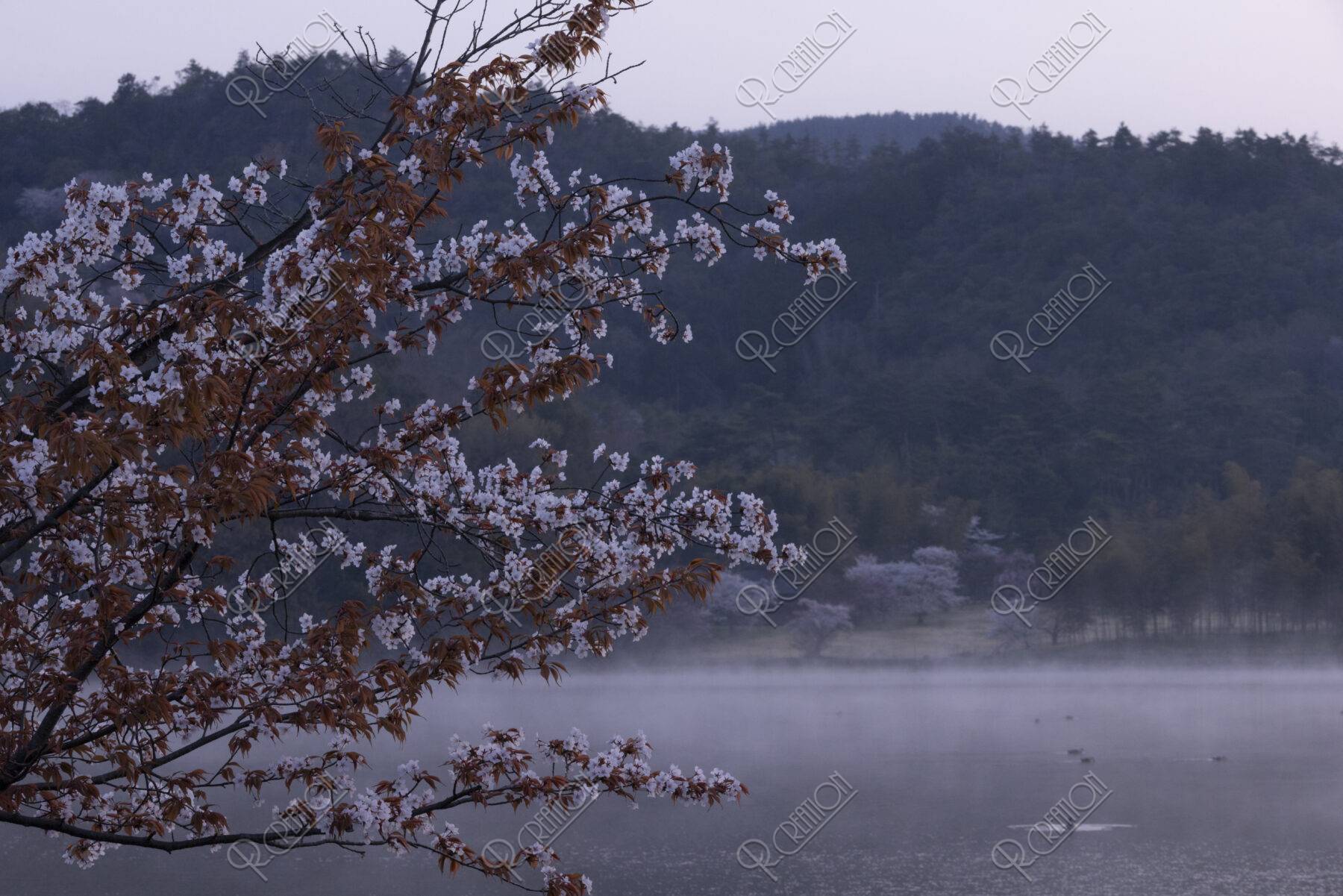 朝靄立つ広沢池と桜
