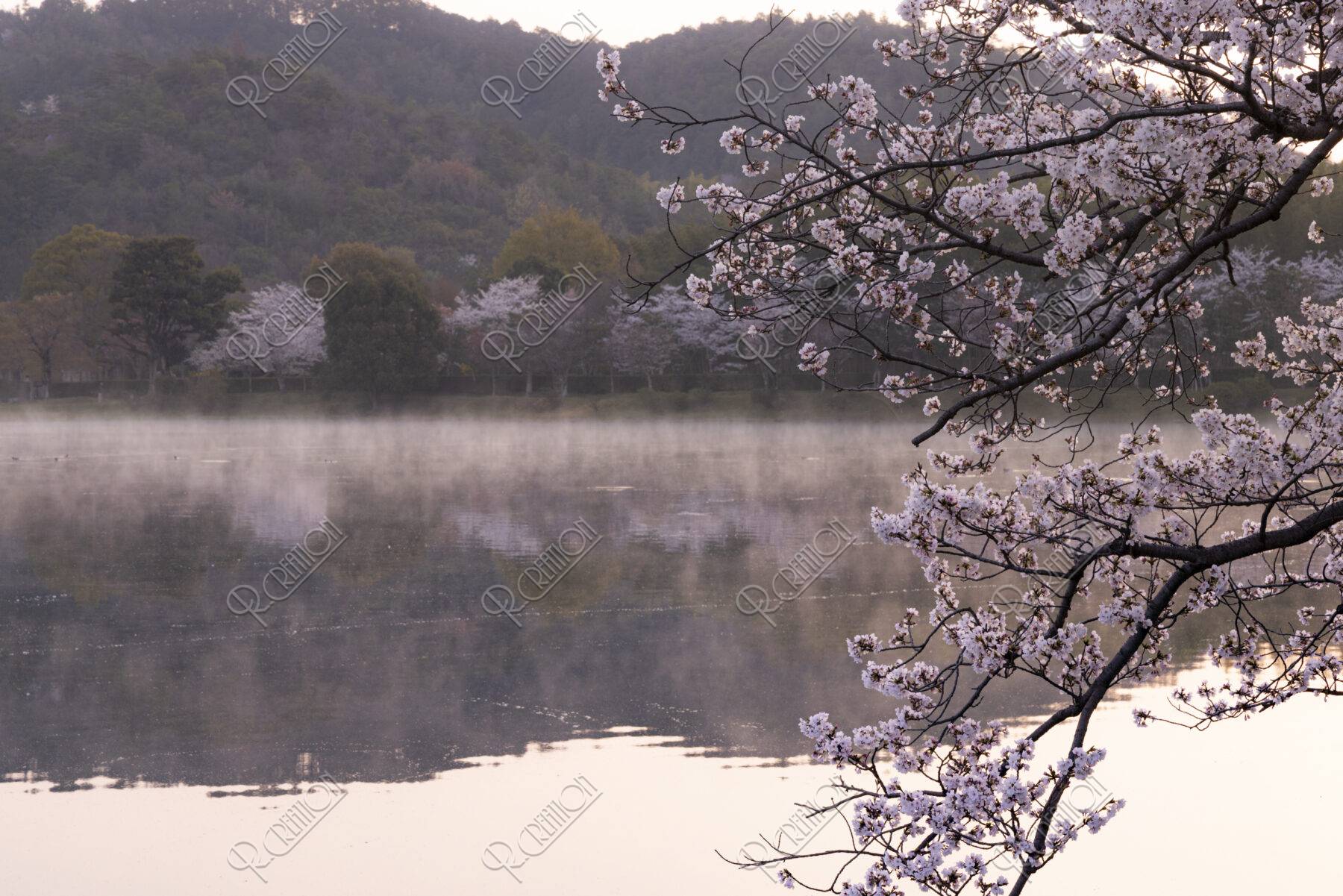 朝靄立つ広沢池と桜