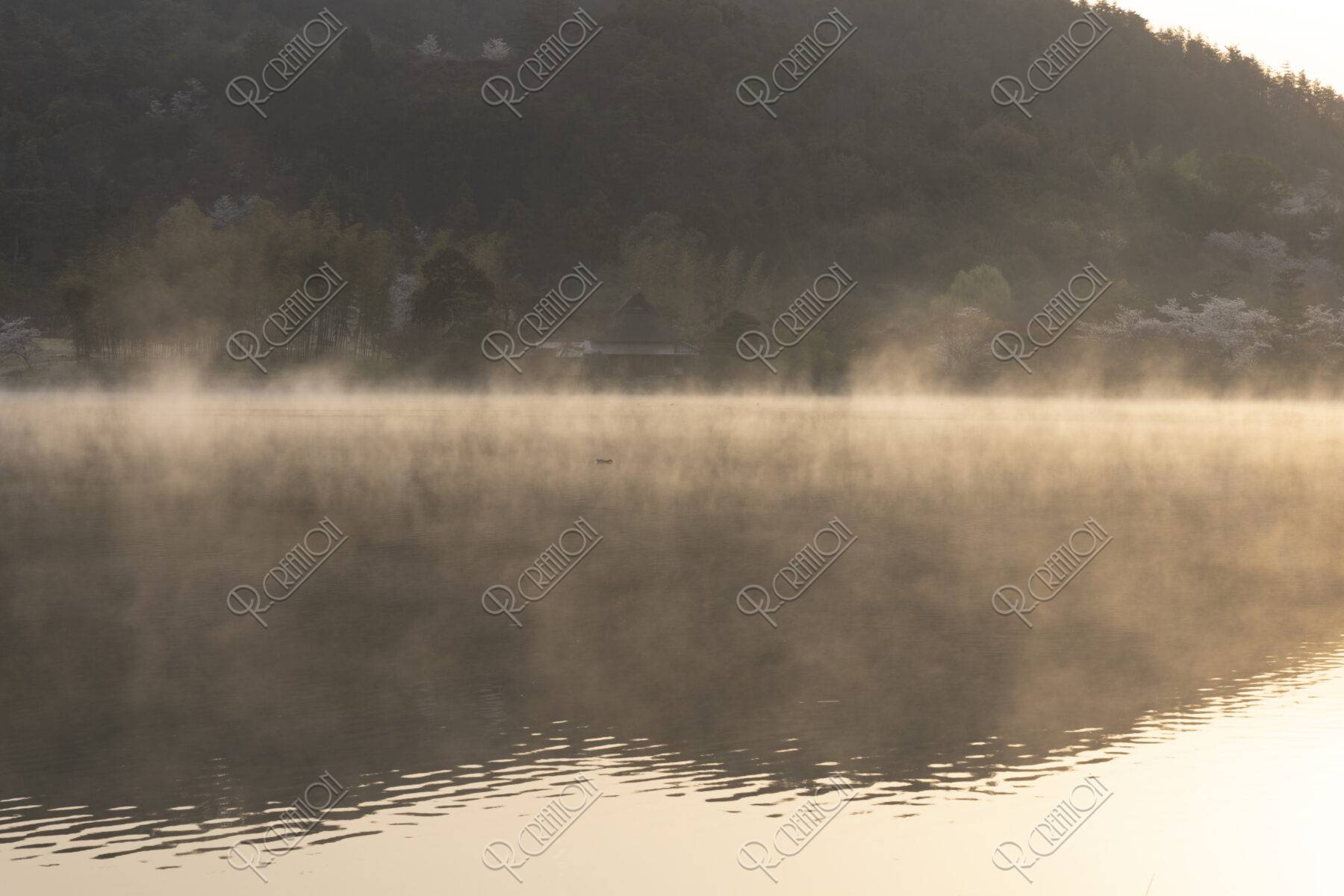 朝靄立つ広沢池と桜