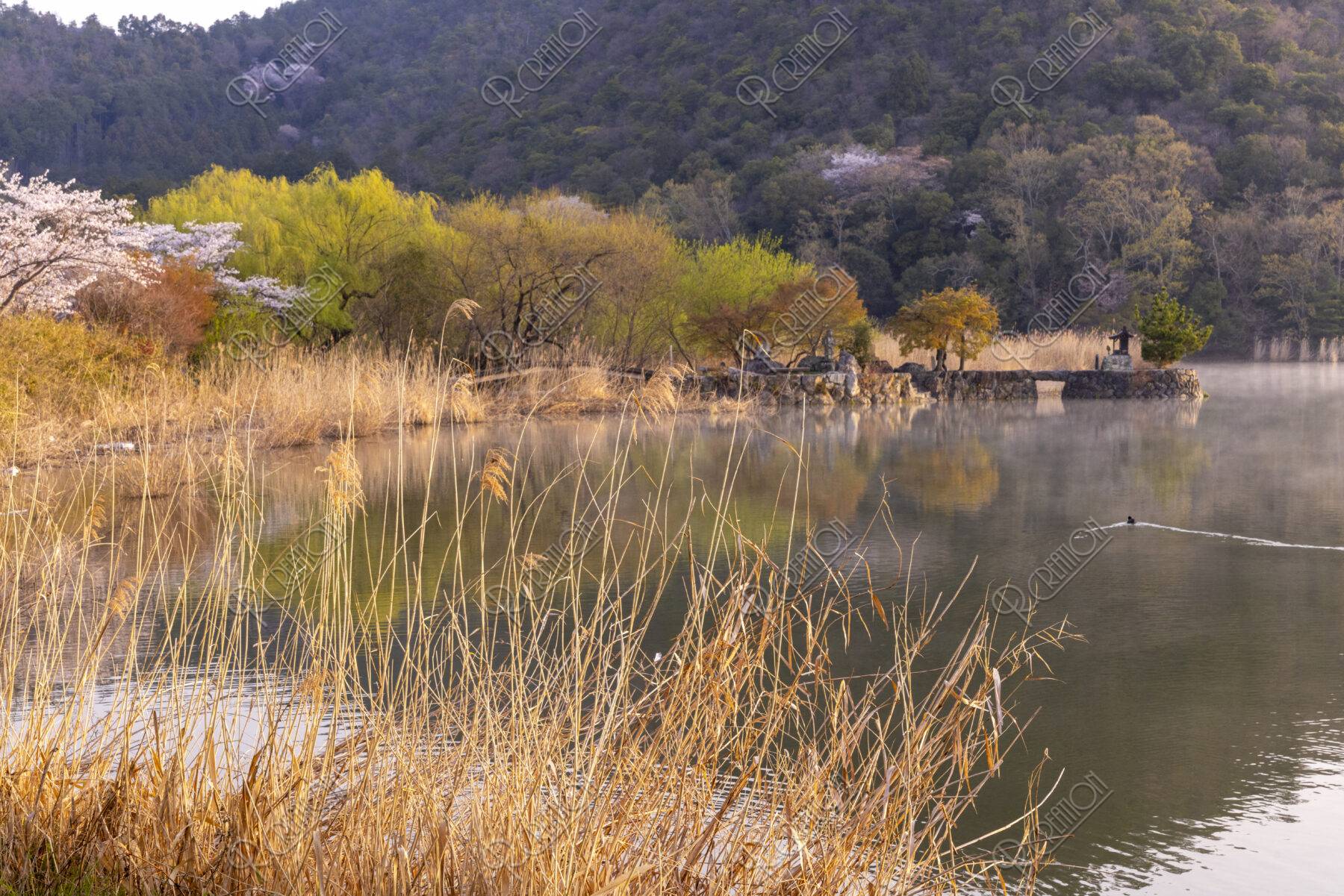 朝靄立つ広沢池と桜